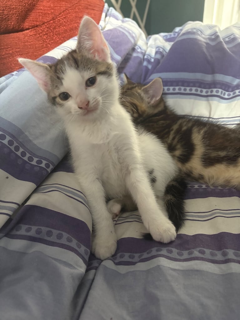 bsh x kitty 