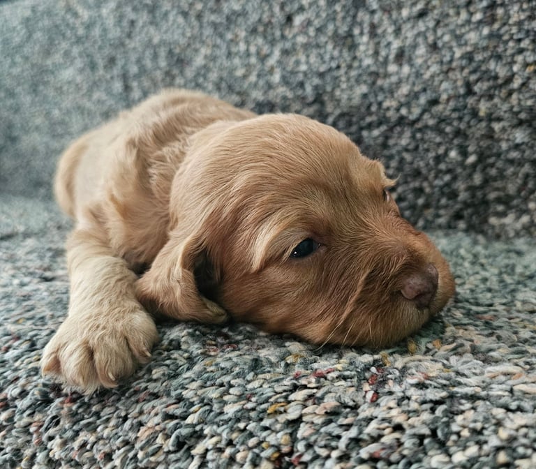 Miniature Cockerpoo Puppys