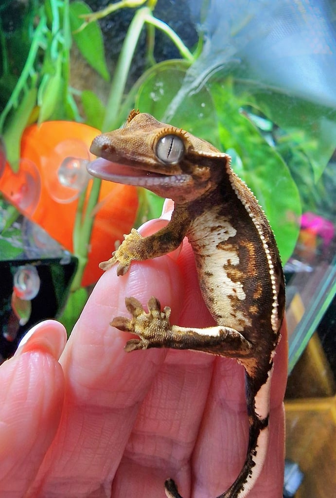 Stunning tri colour crested gecko baby 