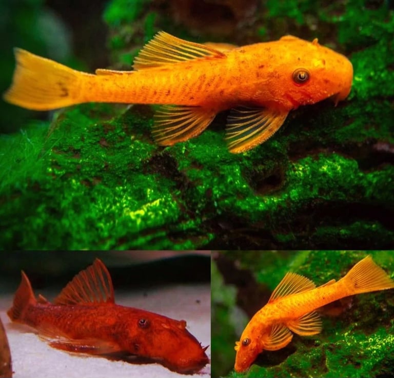 Super Red bristlenose plecos
