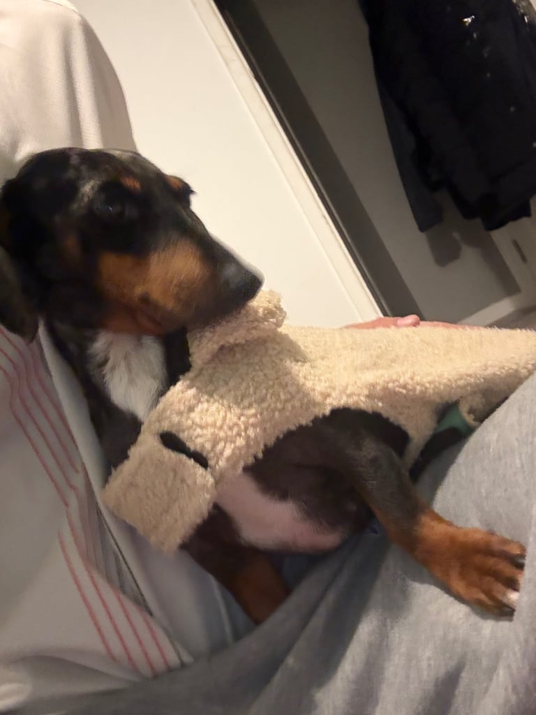 Dashshund