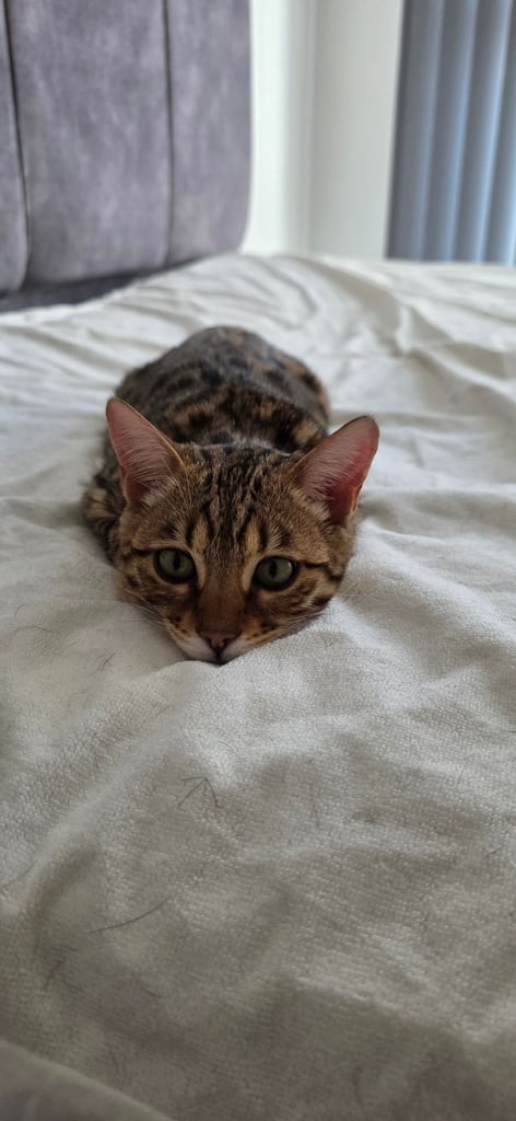 image for Bengal Female Kitten