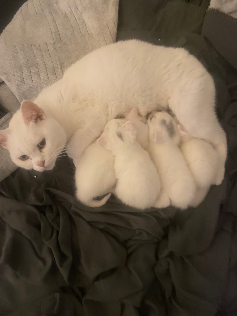British short hair kittens 