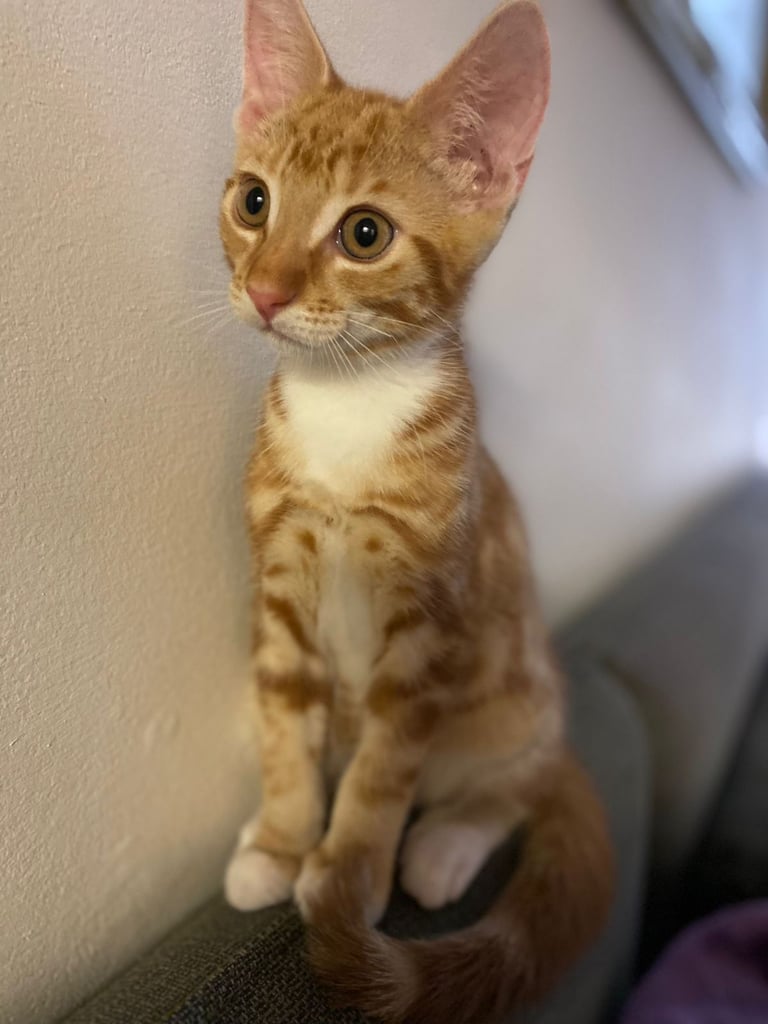 4 month old orange kitten for sale
