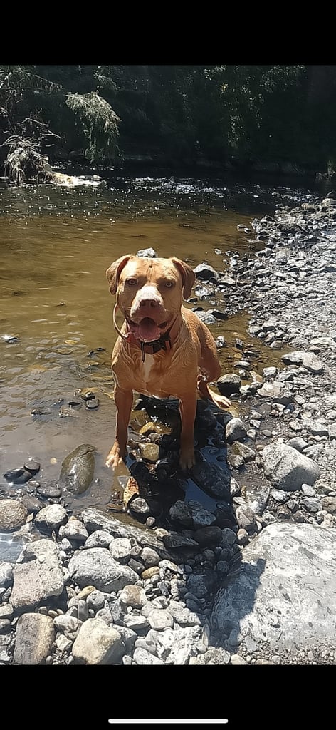 American bulldog for sale 