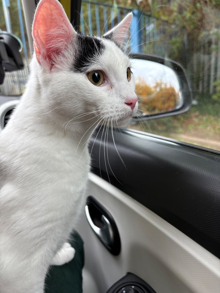 Kitten 