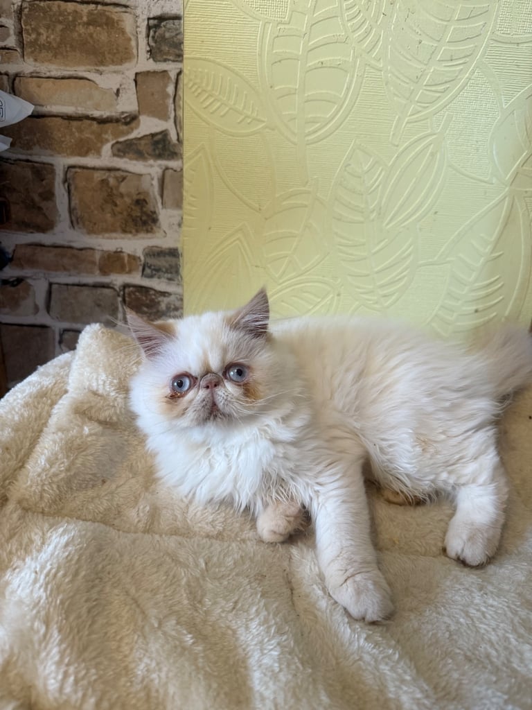 💗 Beautiful Persian Kittens 💗