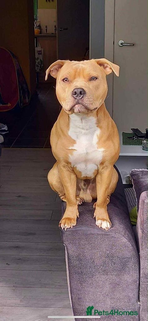 Staffordshire Bull Terrier Puppies