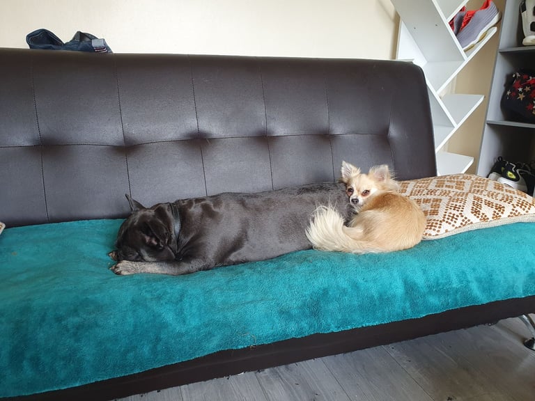 Chihuahuas and French bulldog 