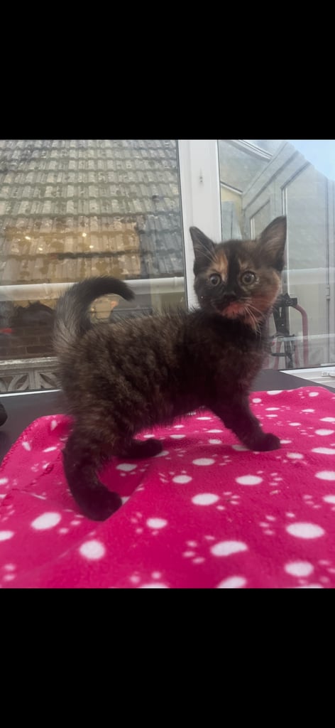 Gorgeous female kittens looking for their forever home 