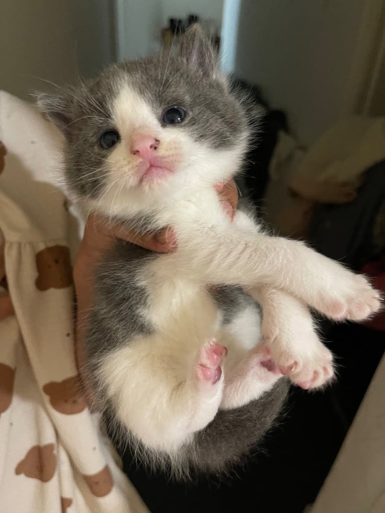 Kittens looking for a home