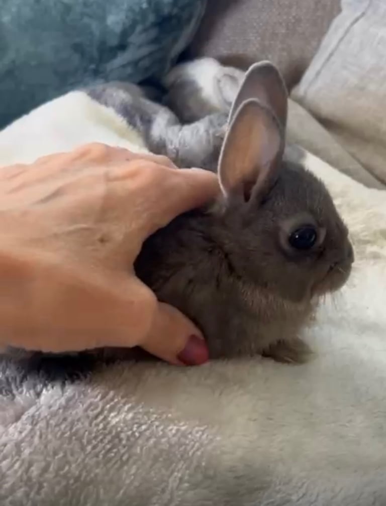 Beautiful baby Netherland Dwarf female 