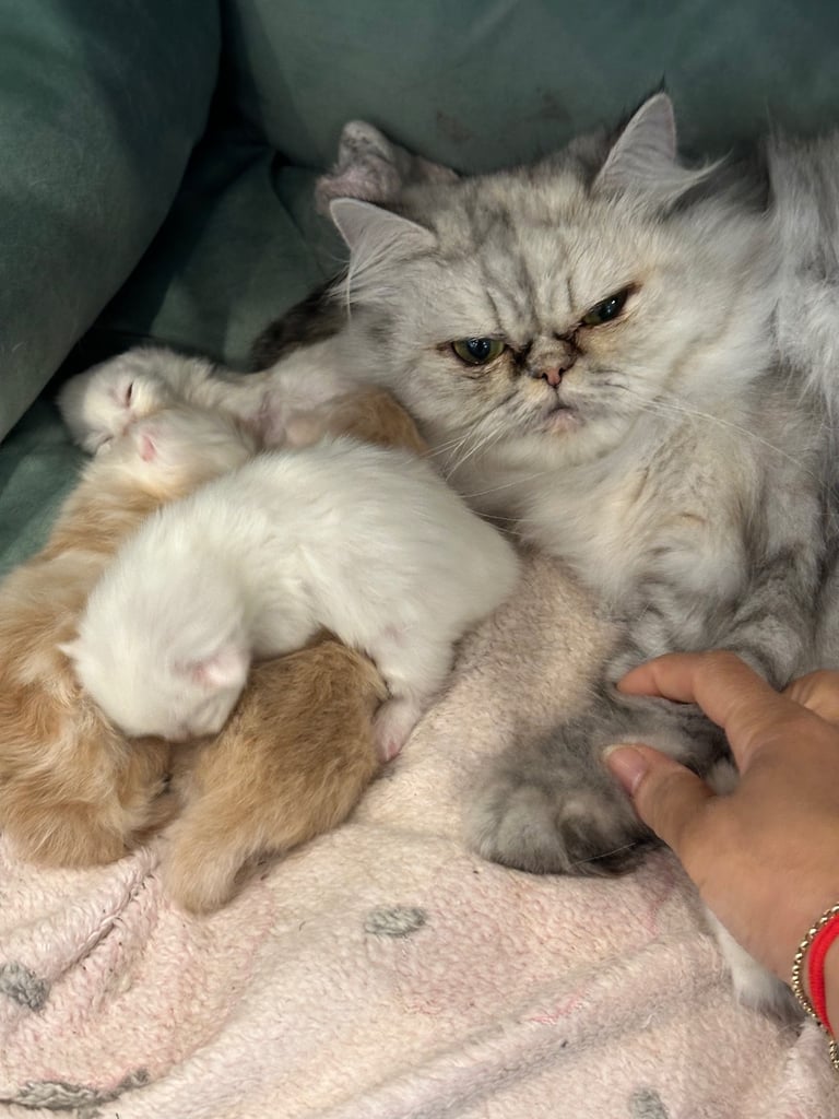 Kittens for Sale - Chinchillas  