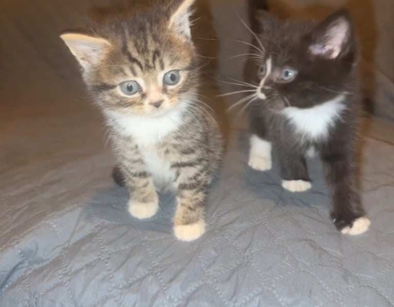 Beautiful Kittens Looking for Loving Homes 