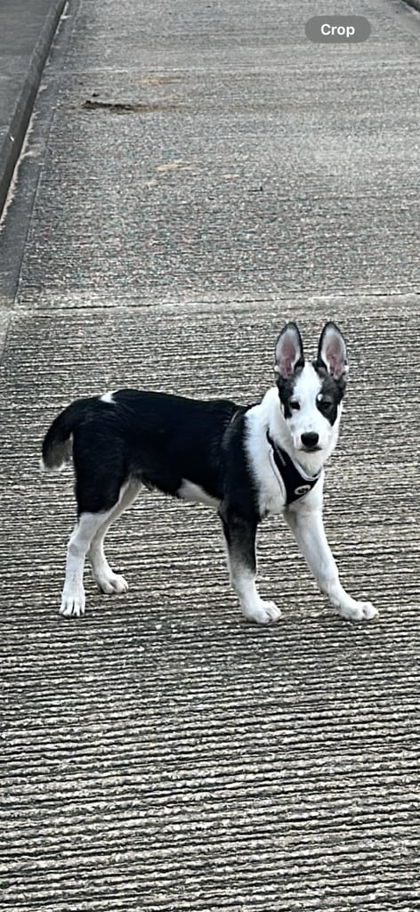 Male husky 
