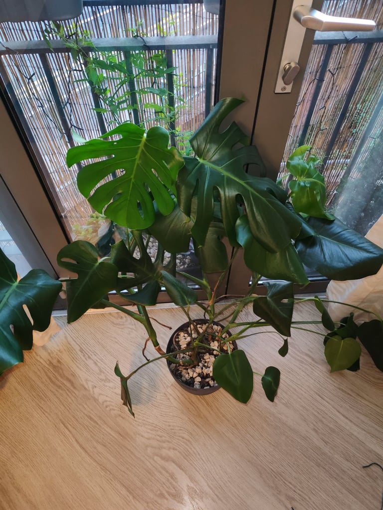 image for Monstera deliciosa/Swiss cheese plant 80-90 cm 