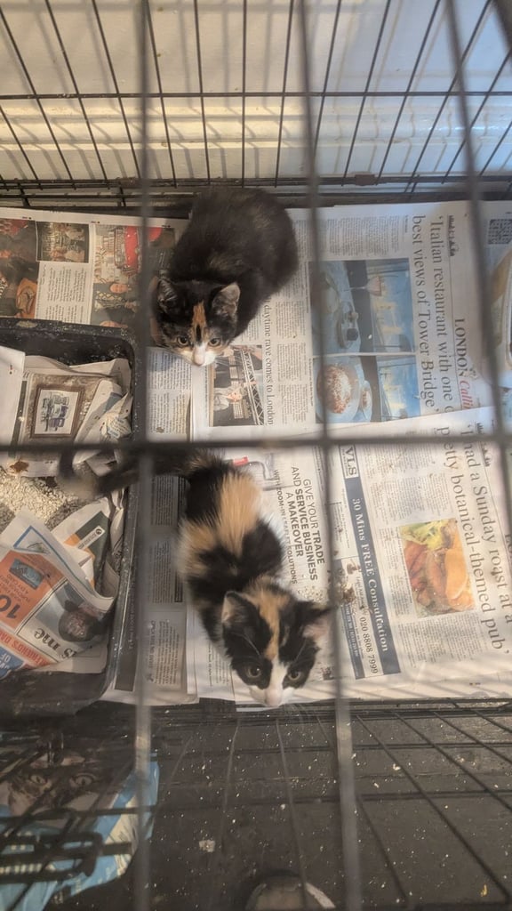 Domestic Ginger  and Ginger/white kittens