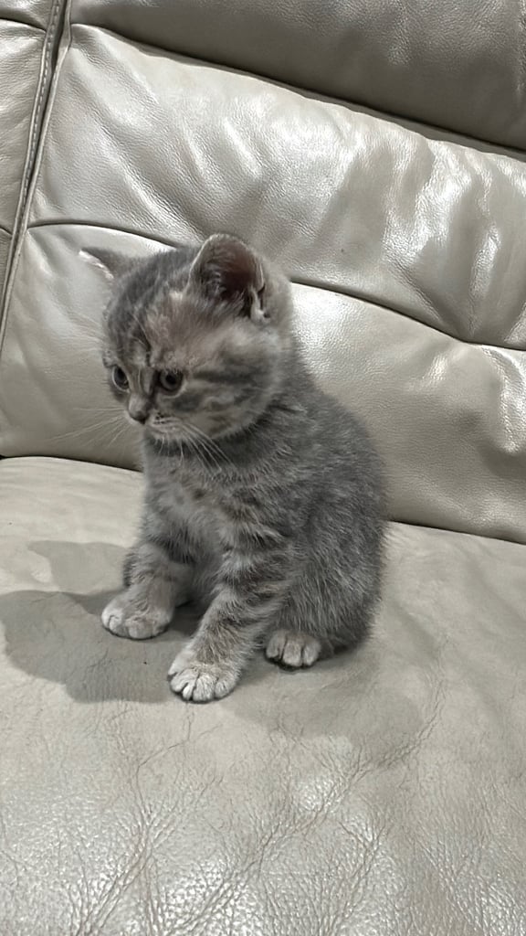 British short hair kittens shorthair