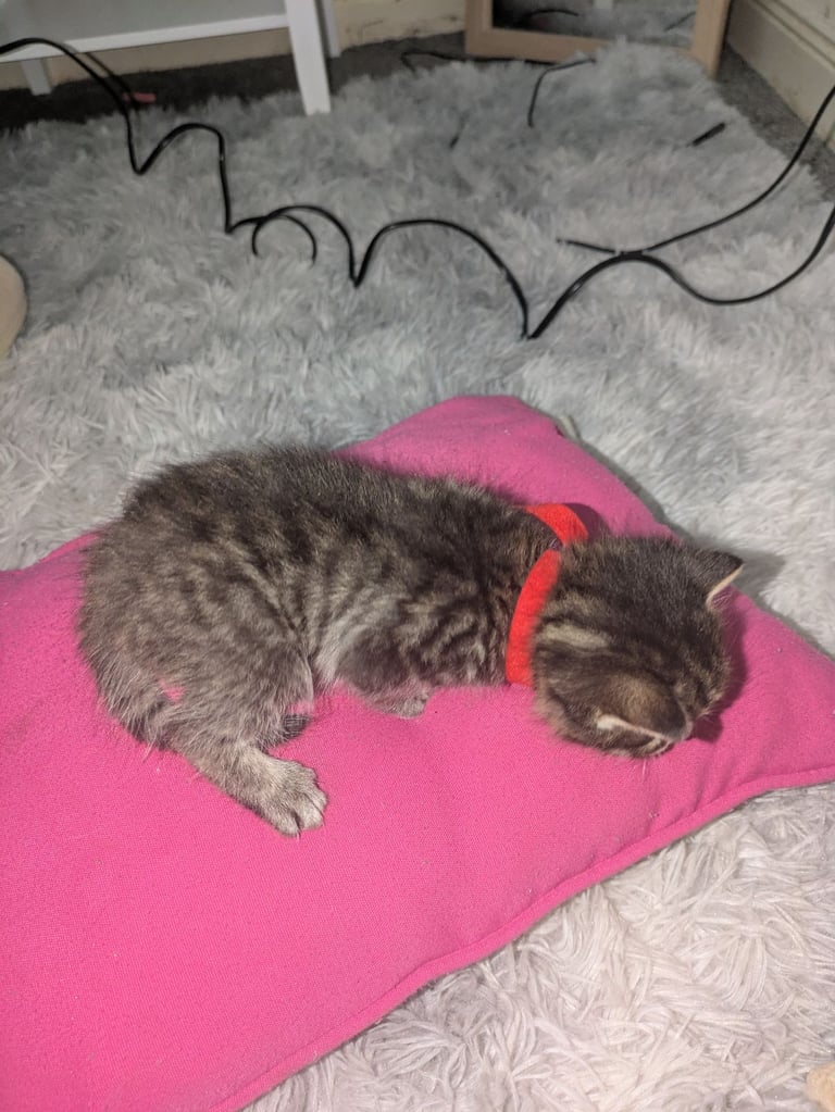 Kittens for sale 