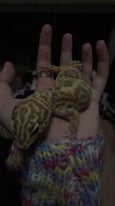 Leopard gecko and vivarium 