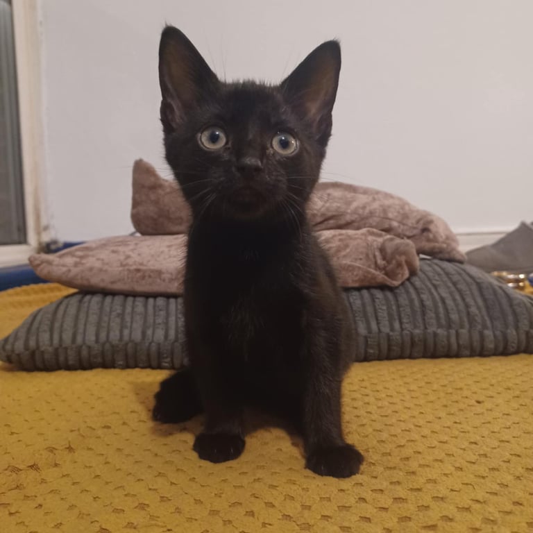 9 week old kittens, boy and girl, for sale