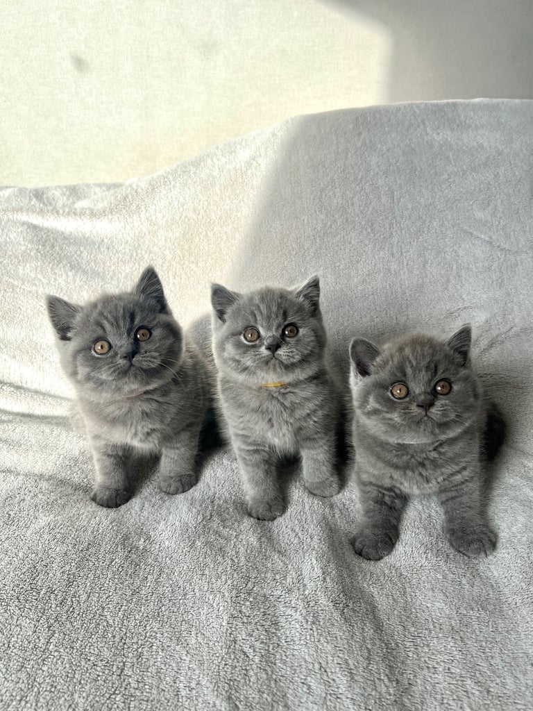  👑 Champion line GCCF British Shorthair girls 👑