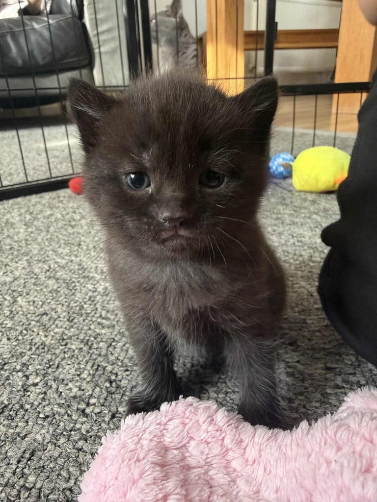 *One black kitten left* British shorthair 