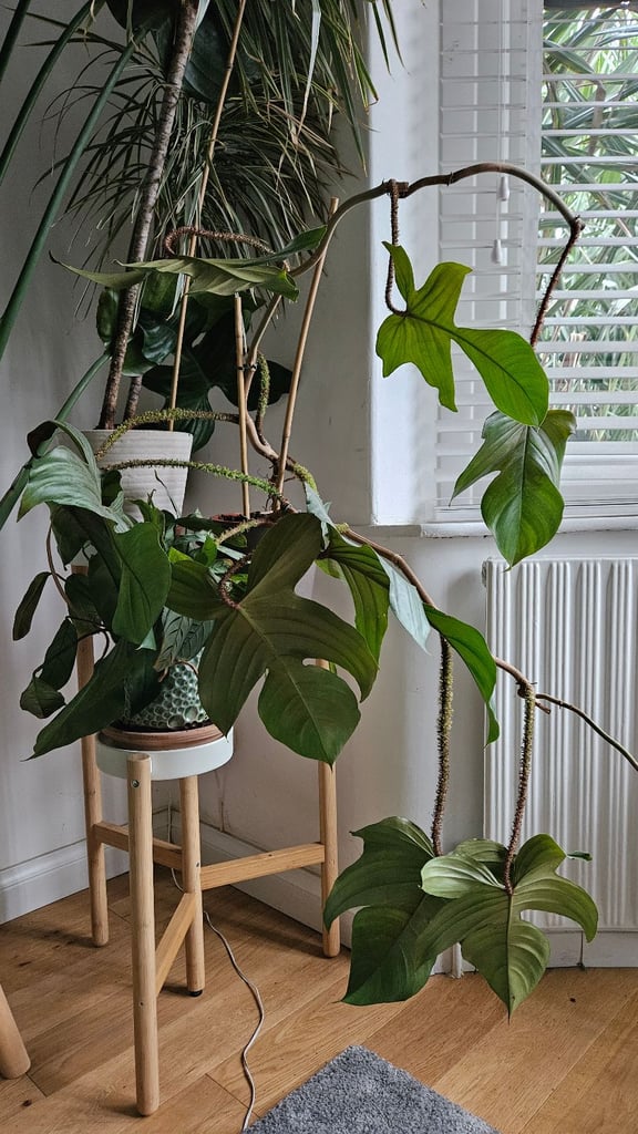 image for Red Bristle Philodendron
