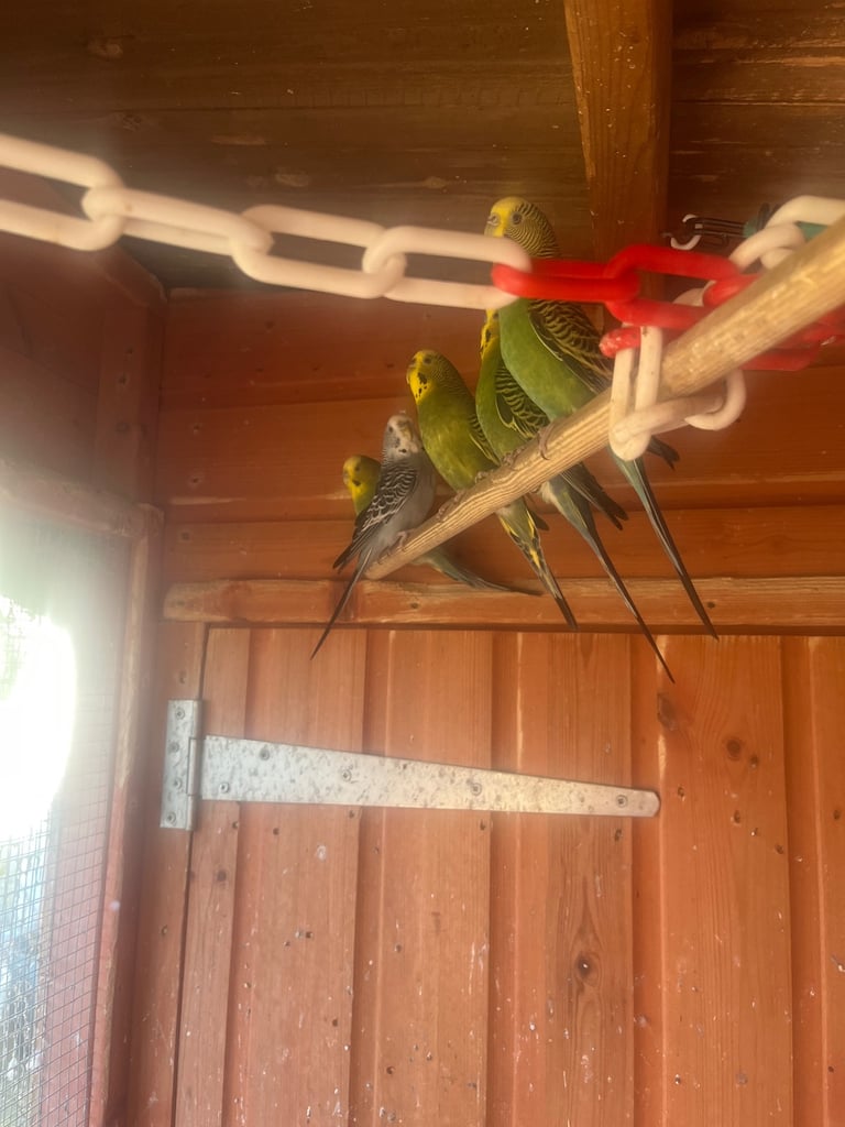 Baby Budgies ready to go. 