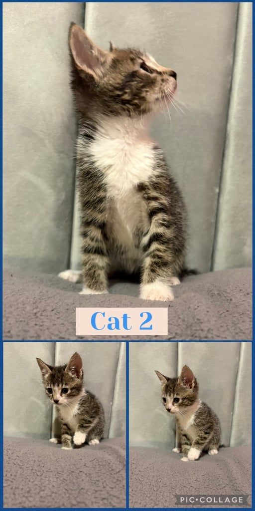 4 male kittens for sale 🐾🐈‍⬛