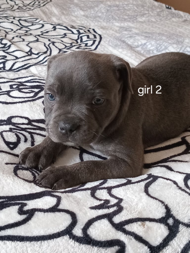 KC Registered staffordshire bull terrier blue brindle.  2 puppy left