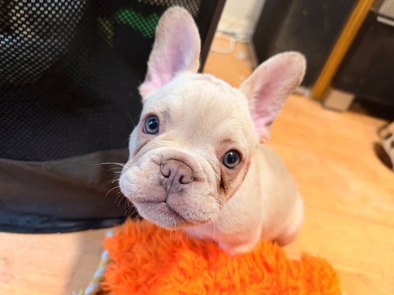 Beautiful White Frenchies READY NOW