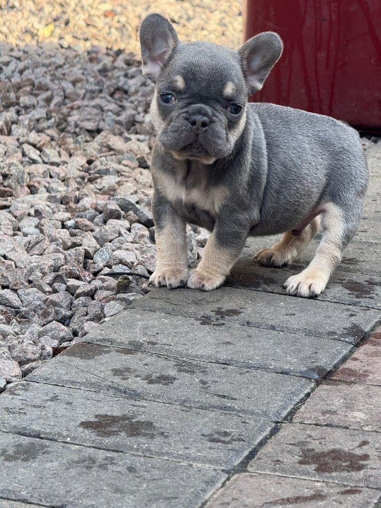 Frenchie boys and girls homie x Apollo lines 