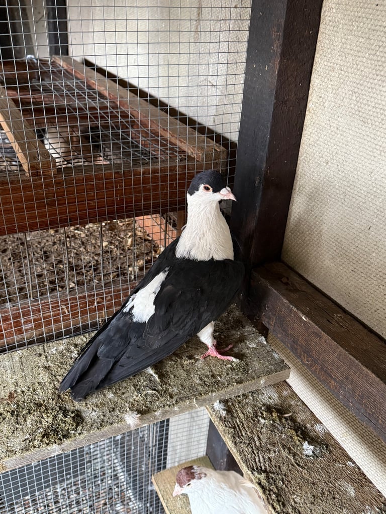 Afghan pigeons 