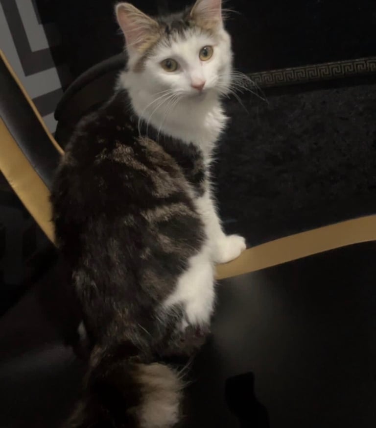 image for Male Kitten