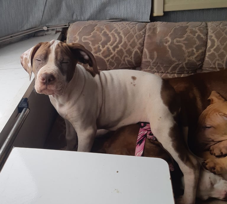 Presa cross puppies looking for homes 