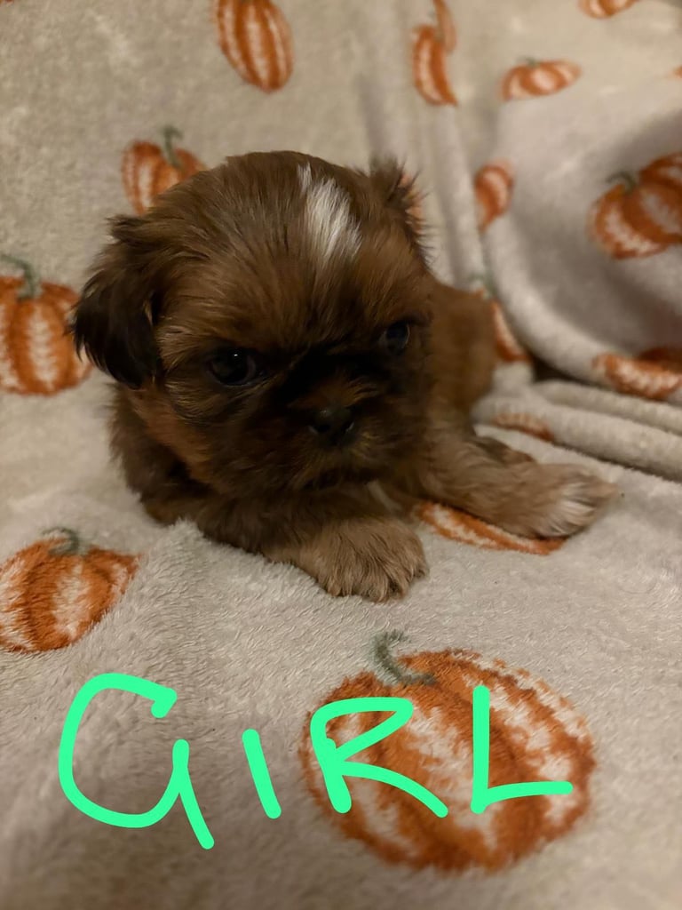 image for Shih Tzu Pups 