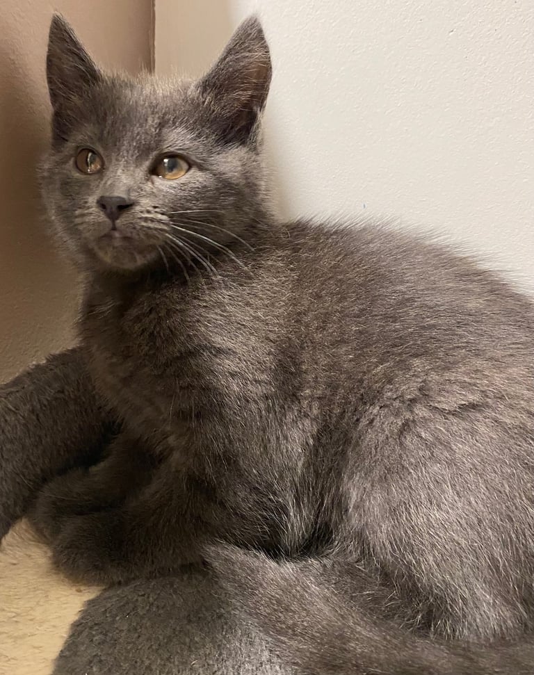 KITTENS 3 GIRLS READY NOW!!