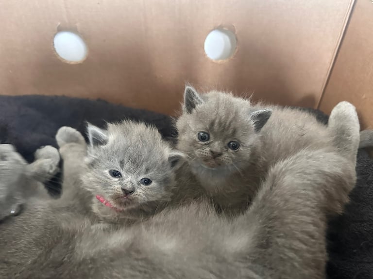 British blue kittens