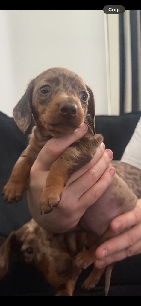 Miniature dachshund puppies 