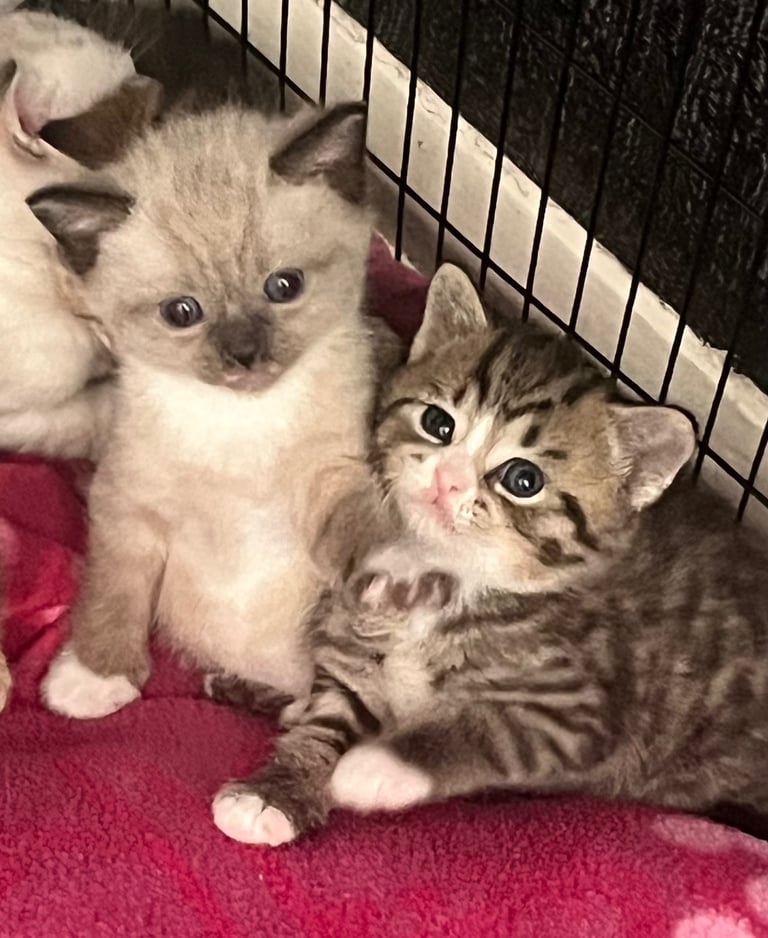 8week old British short hair 