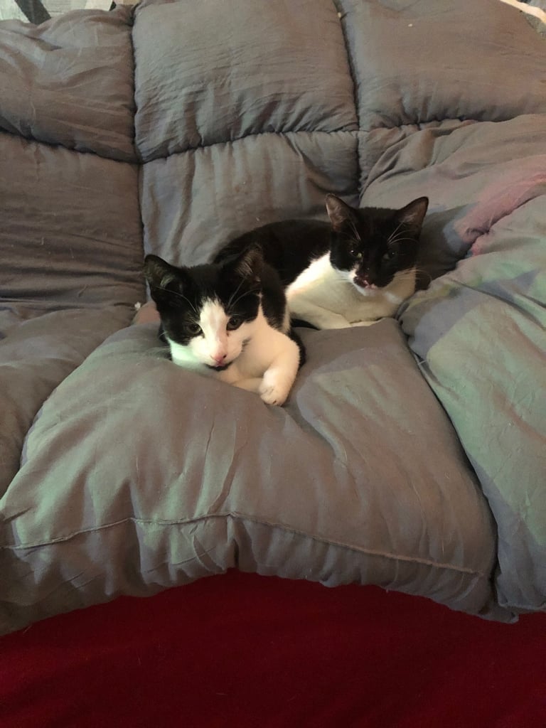 kittens for sale £30 no time wasters 