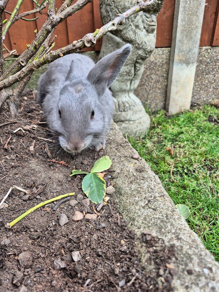 ​Pair of Adorable 14-Week-Old Rabbits with Luxury Hatched® Noah's Ark Hutch - Full Set-Up!