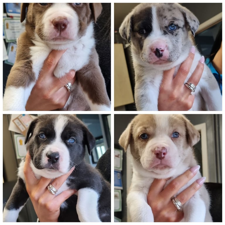Husky cross staffy pups