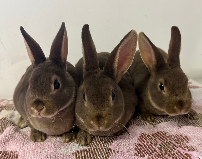 image for Beautiful mini Rex’s for sale 