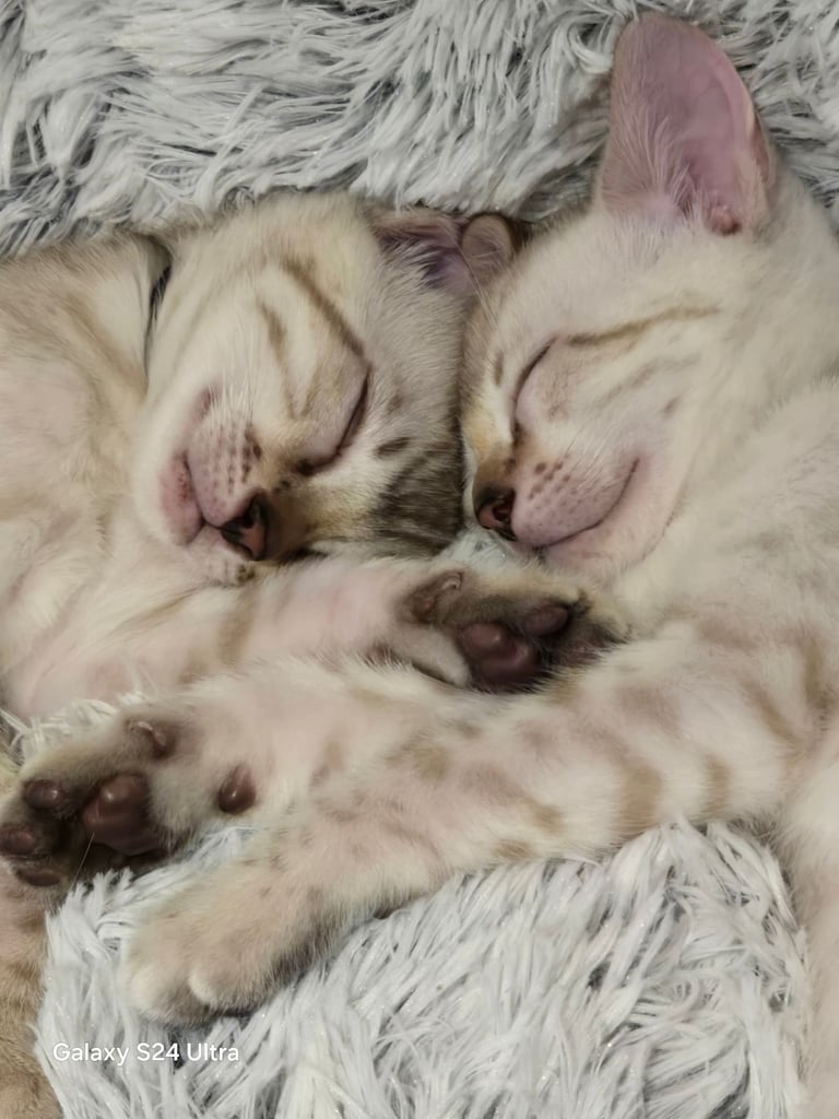 image for 2 Beautiful pure snow bengal kitten 