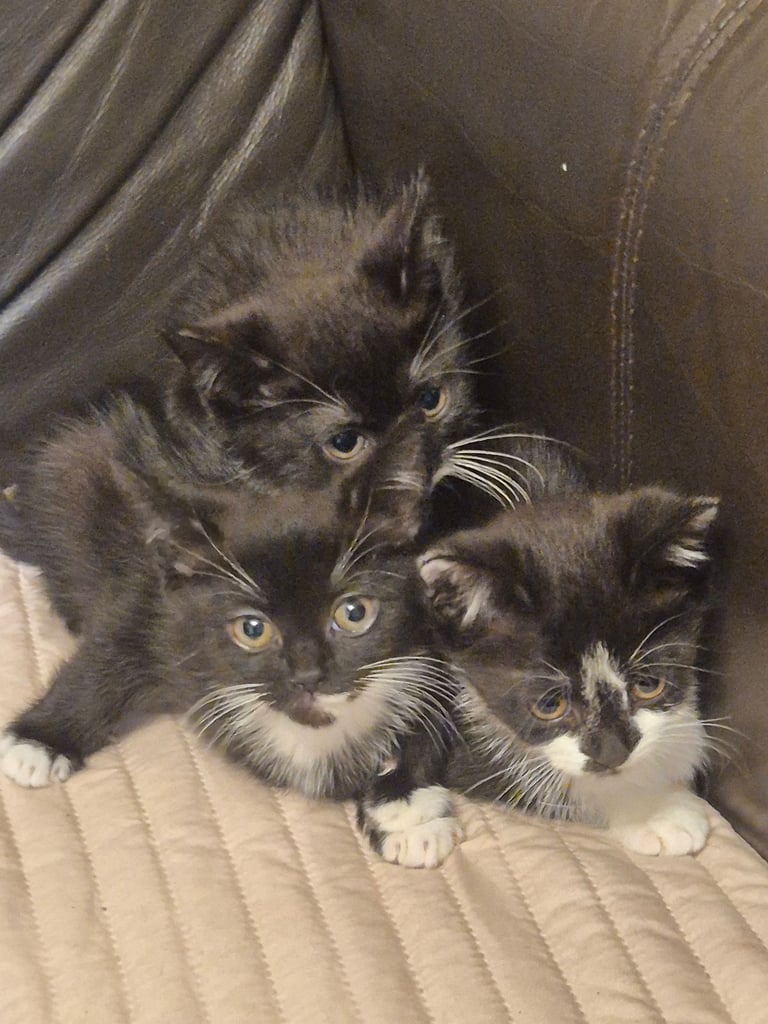 3 gorgeous female kittens. urgent. £45