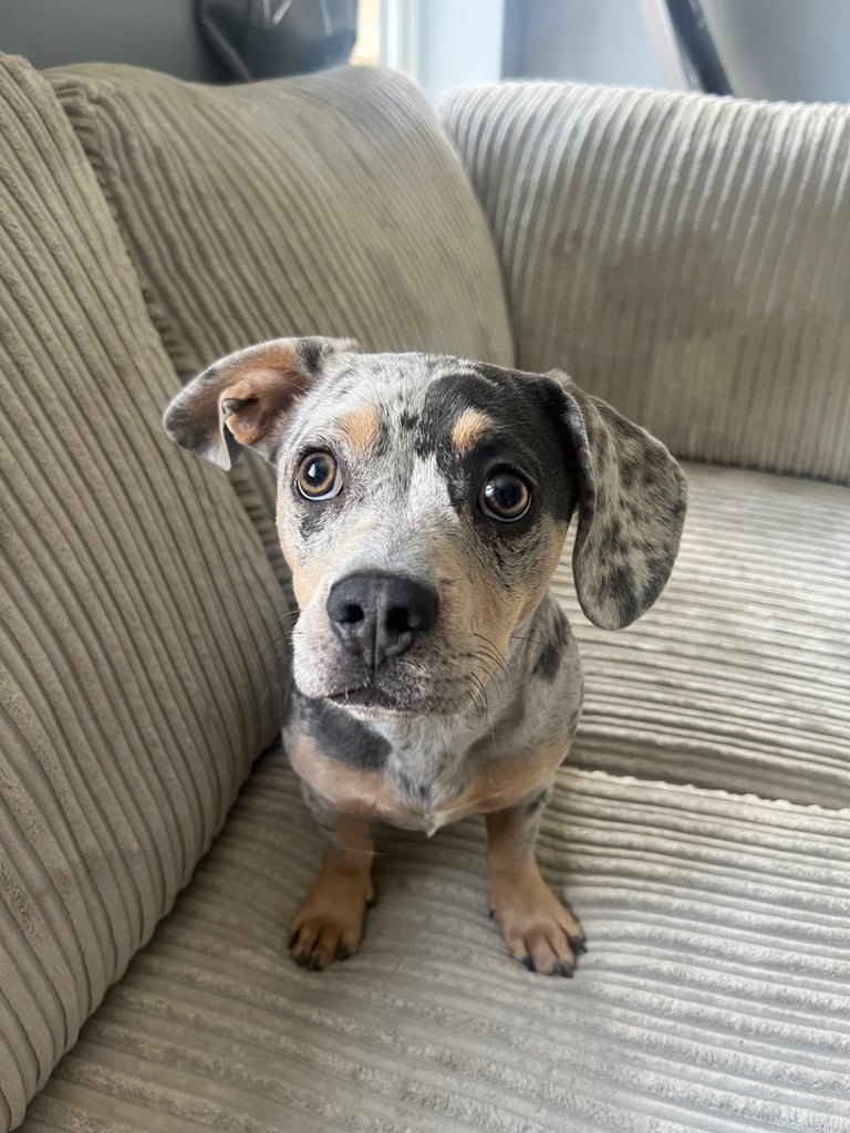 image for French Weiner