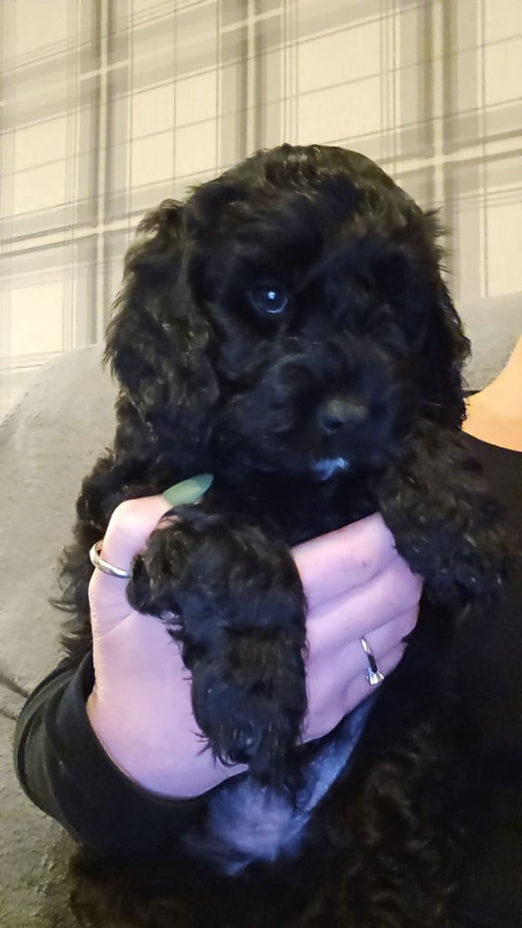 F1 Cockapoo