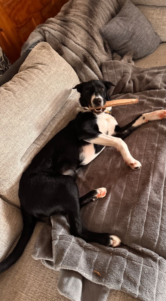 Collie/lab 9 month old 